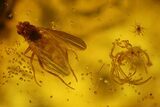 Fossil Spider Exuviae and Four Flies in Baltic Amber #166264-1